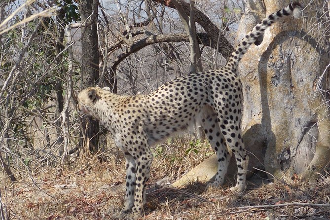Kruger National Park - Private Sunrise Half day Safari trip. - Is $163.34 good value?