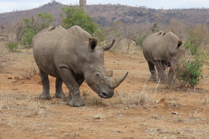 Kruger National Park - Private Sunrise Half day Safari trip. - Who will enjoy this safari most?