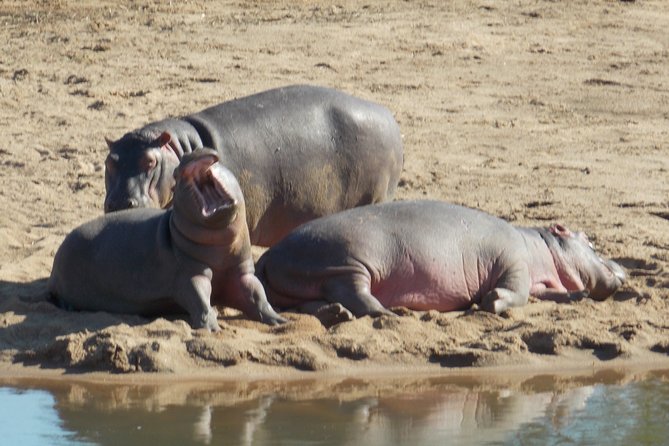 Kruger National Park - Private Sunrise Half day Safari trip. - Practical planning for the morning