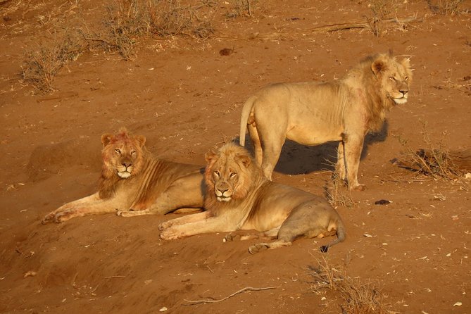 Kruger National Park - Private Sunrise Half day Safari trip. - Phabeni Gate is the real beginning