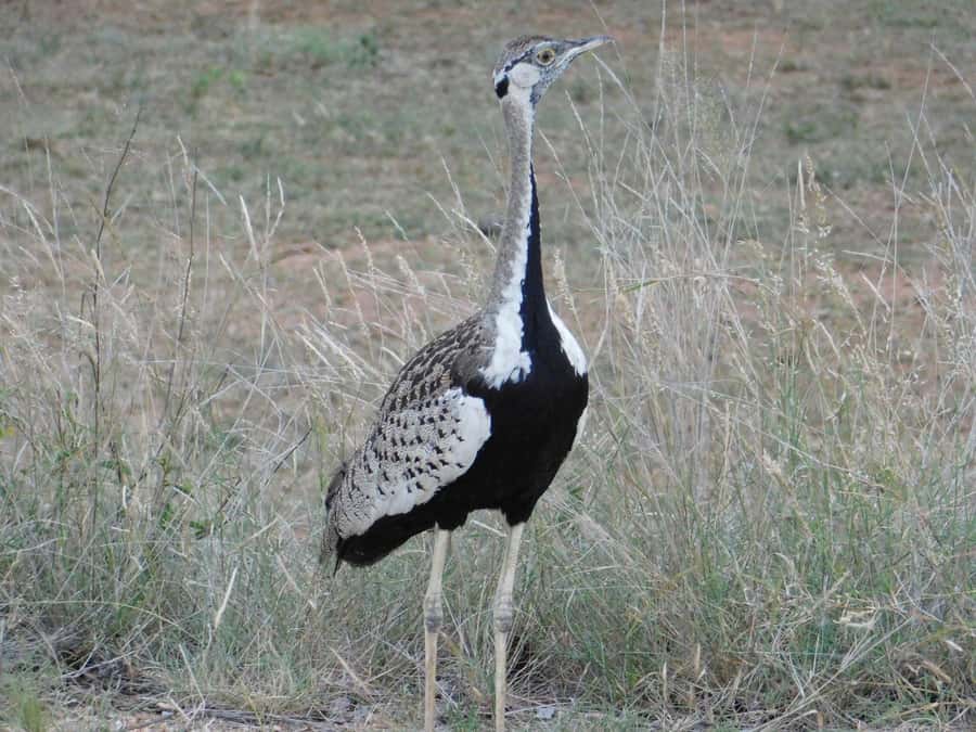 Kruger National Park Safari (Full Day) - Booking flexibility and final practical checks