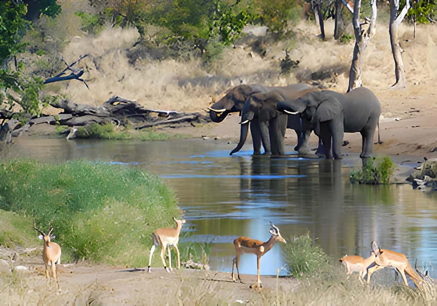 Kruger National Park Safari (Full Day) - Skilled guiding and the search for the Big Five