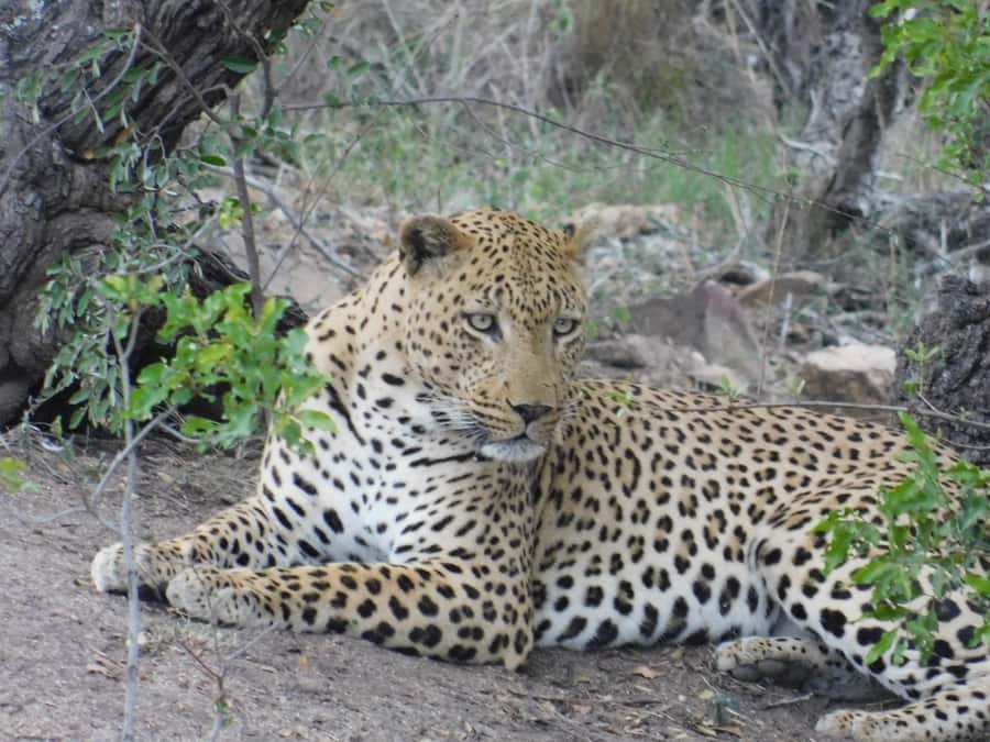 Kruger National Park Safari (Full Day) - What the park drive feels like