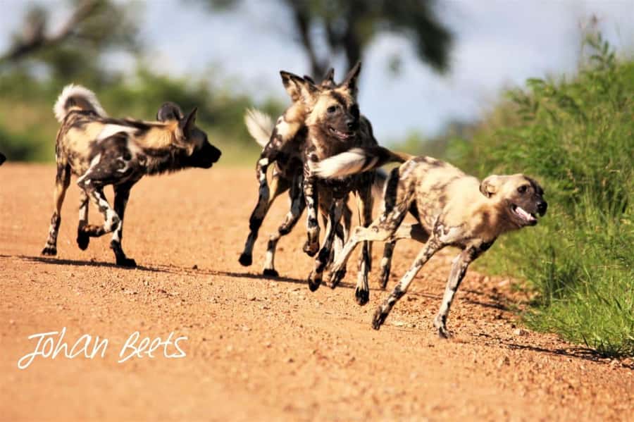 Kruger National Park Safari (Full Day) - The food question on a very long day