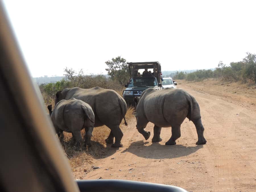 Kruger National Park: Wildlife-Watching Safari - Should you book this Kruger game drive?