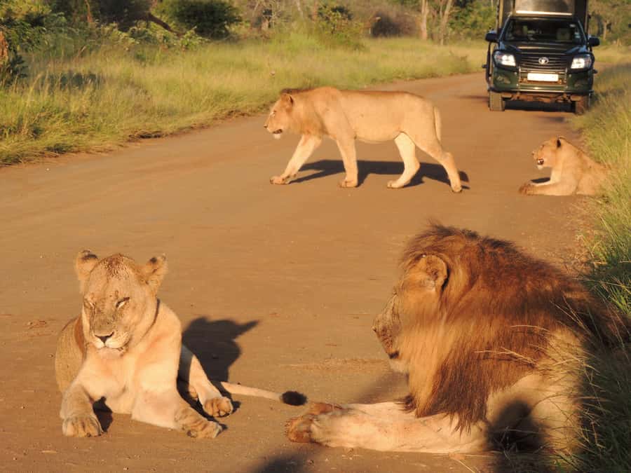 Kruger National Park: Wildlife-Watching Safari - Sunrise through Kruger’s Crocodile Gate area