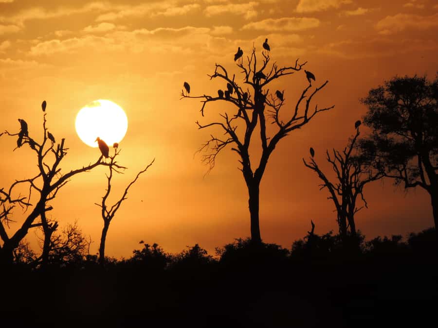 Kruger National Park: Wildlife-Watching Safari - What the five-hour morning itinerary feels like