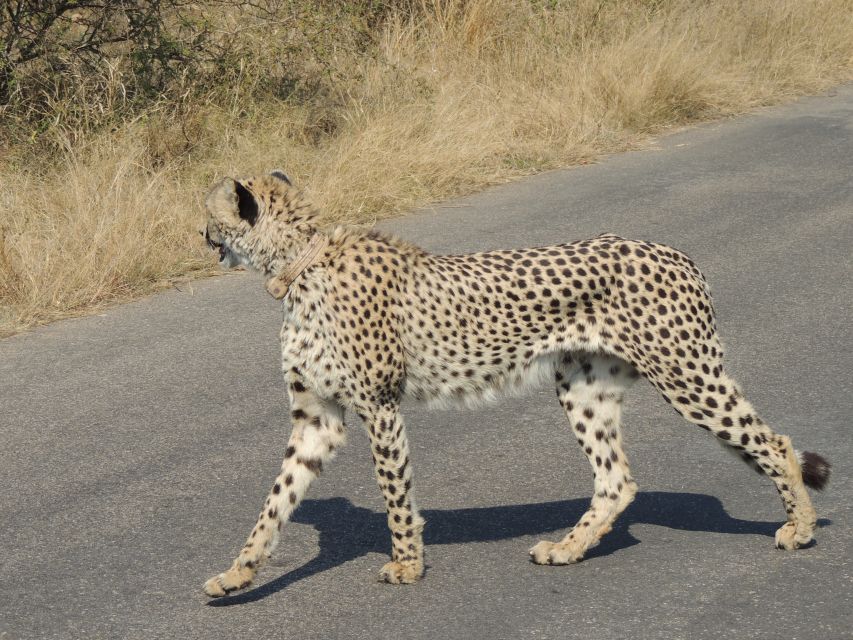 Kruger National Park: Wildlife-Watching Safari - The afternoon option from 14:00 to 18:00