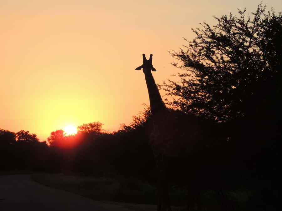 Kruger National Park: Wildlife-Watching Safari - Wildlife sightings: strong possibilities, no guarantees