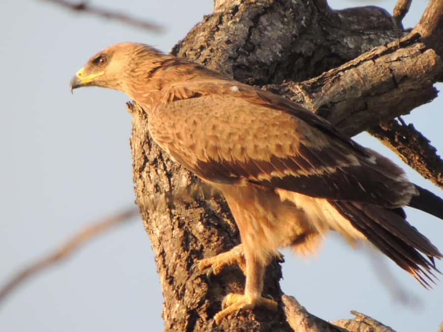 Kruger National Park: Wildlife-Watching Safari - Why the open vehicle matters for photos
