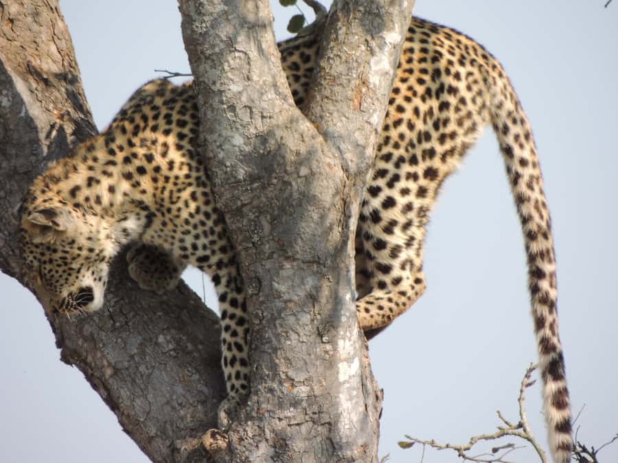 Kruger National Park: Wildlife-Watching Safari - The real cost at $63 per person