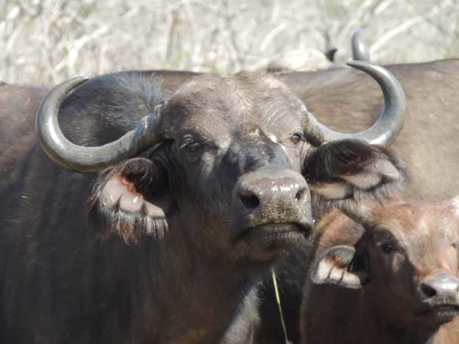 Kruger National Park: Wildlife-Watching Safari - Who will enjoy this safari most