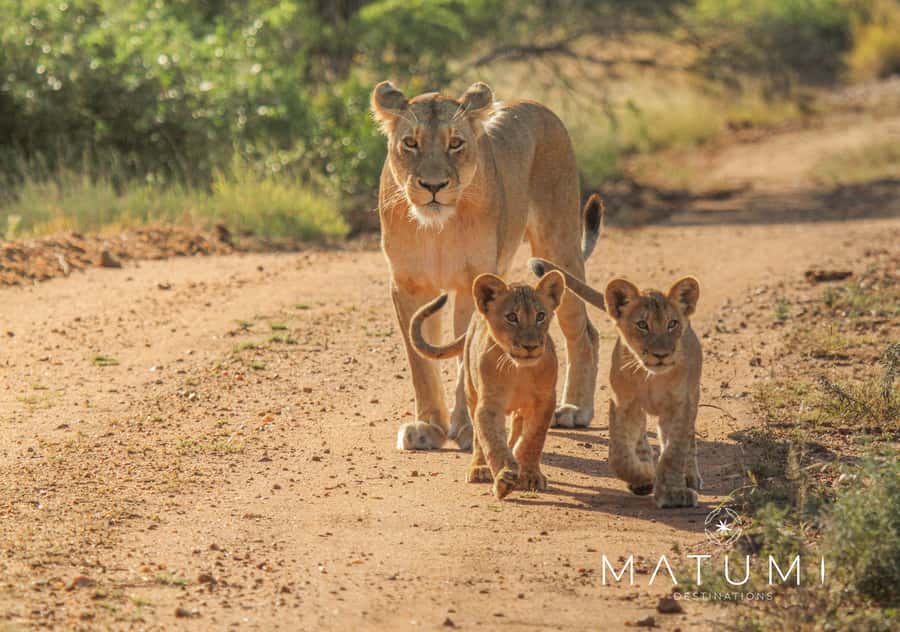 Kruger Park Full Day Safari From Hoedspruit - Key points to know before you book