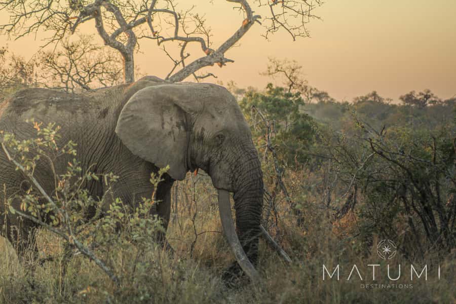 Kruger Park Full Day Safari From Hoedspruit - Why a full day in Kruger matters
