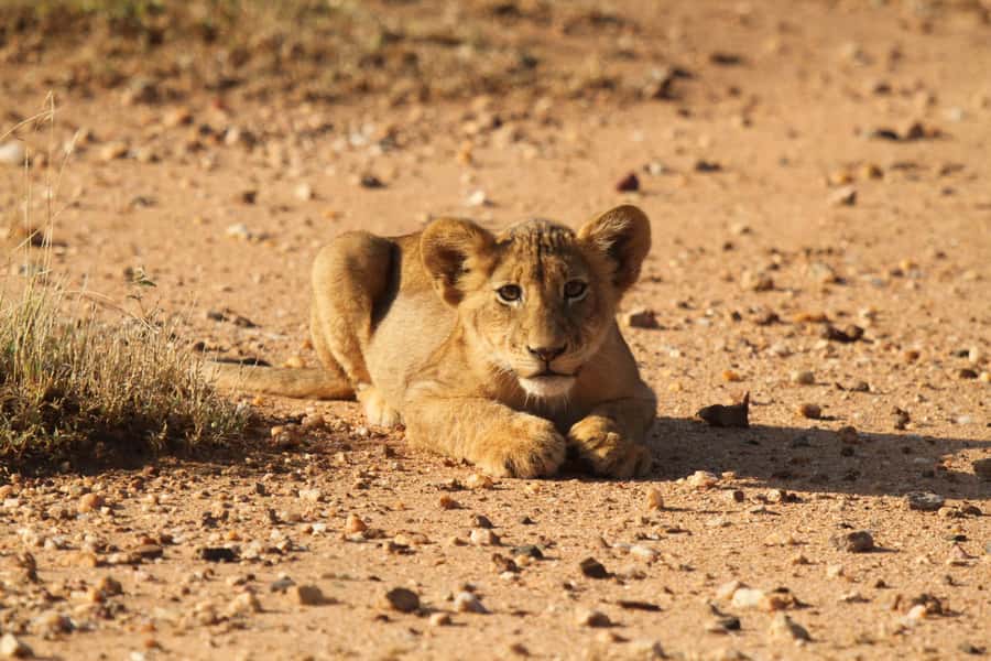 Kruger Park Full Day Safari From Hoedspruit - The open vehicle makes the difference