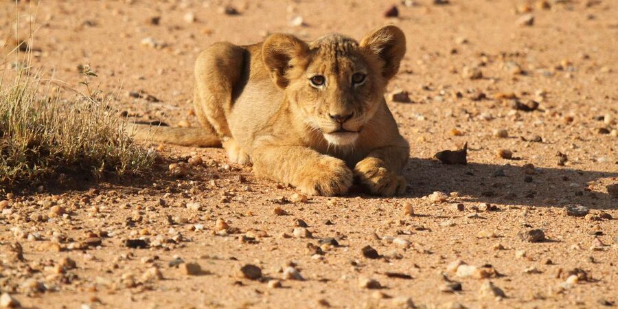 Kruger Park Full Day Safari From Hoedspruit - Eight hours of wildlife viewing in Kruger