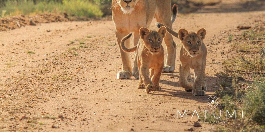 Kruger Park Full Day Safari From Hoedspruit - The guide and the pace of the day