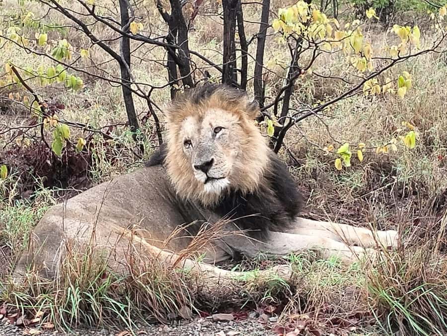 Kruger Park Safari from Maputo - Key points at a glance