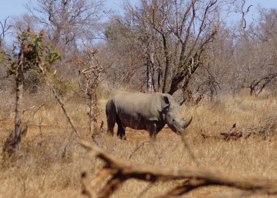 Kruger Park Safari from Maputo - Why this Maputo to Kruger day trip works