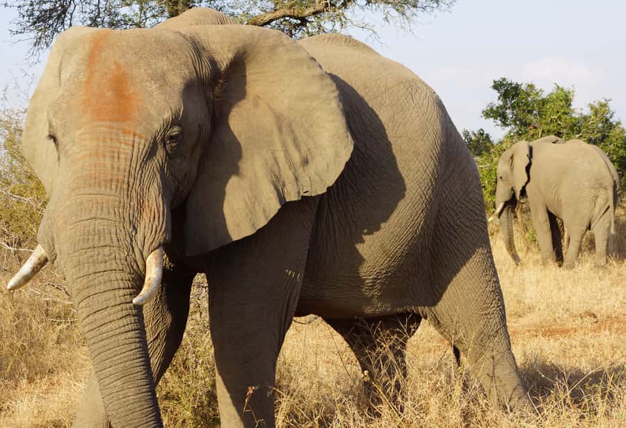 Kruger Park Safari from Maputo - Eight hours searching southern Kruger