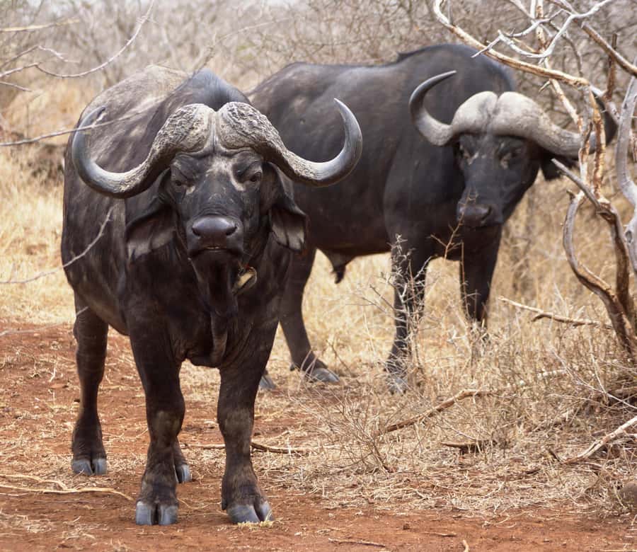 Kruger Park Safari from Maputo - The long return to Maputo