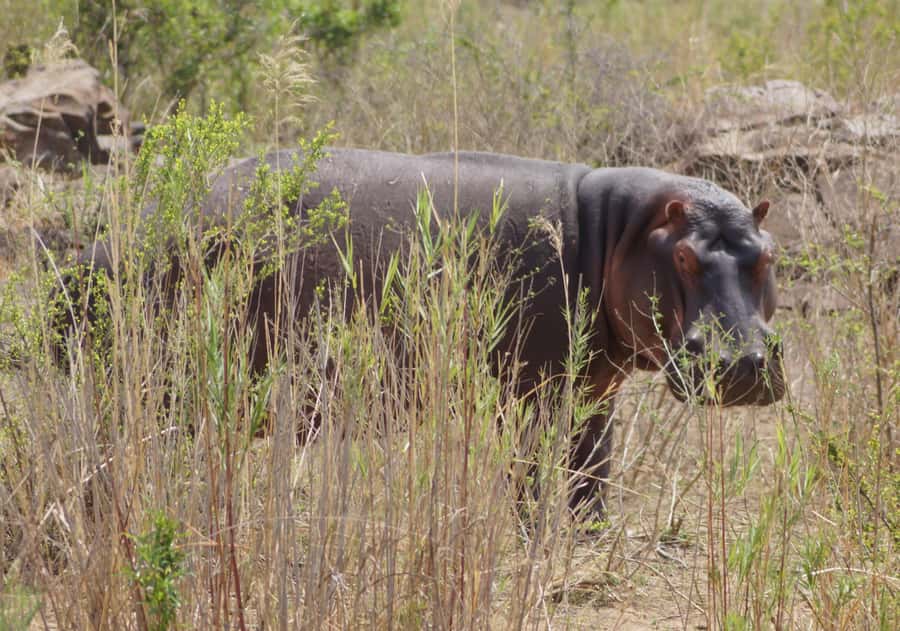 Kruger Park Safari from Maputo - Practical details before you book