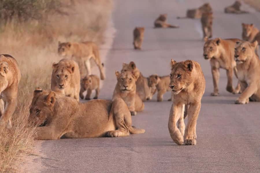 Kruger Park Safari from Maputo - From Maputo pickup to the Kruger gate