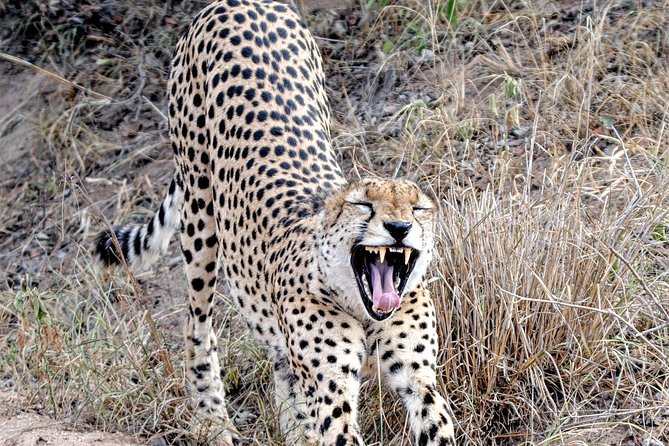 Kruger Park Safari: Guided Day Tour from Nelspruit - Leaving Nelspruit before sunrise