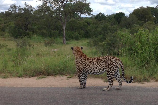 Kruger Park Safari: Guided Day Tour from Nelspruit - Food, rest stops, and the practical middle of the day
