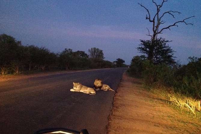 Kruger Park Safari: Guided Day Tour from Nelspruit - Who should choose this safari?