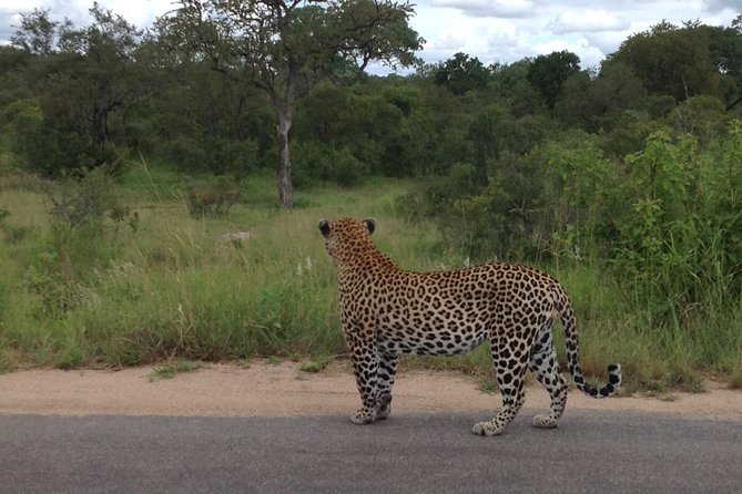 Kruger Park Safari: Guided Day Tour from Nelspruit - What the game drives are really like