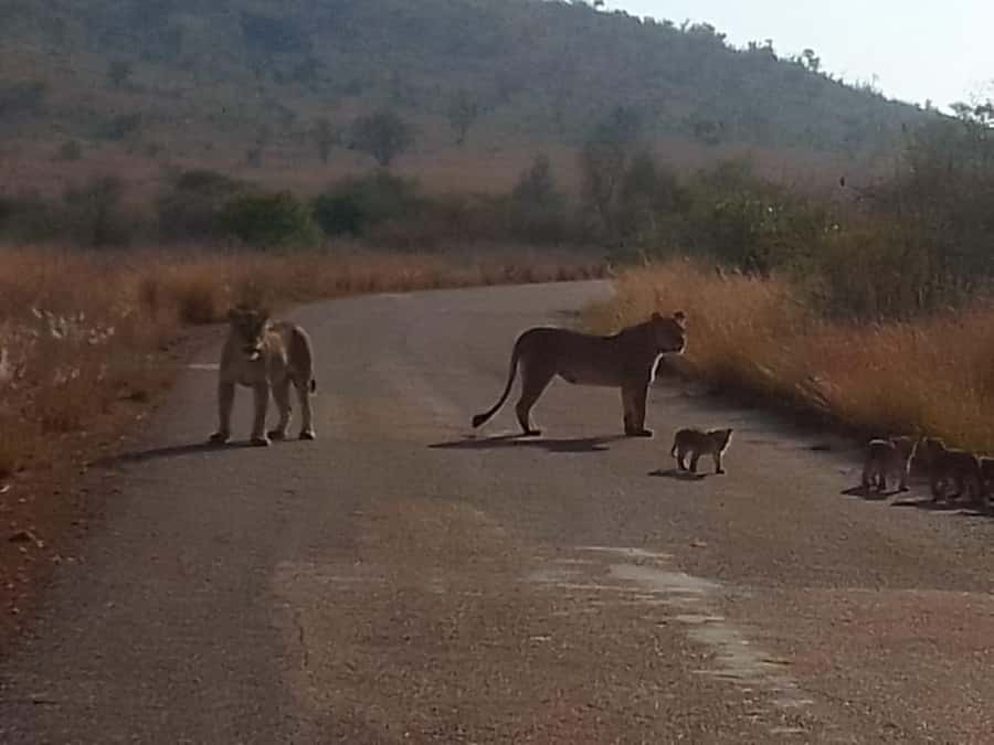 Lion park - The safari itself: open space and three headline species