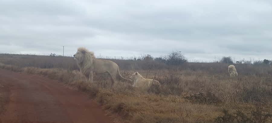Lion park - Should you book the Lion Park experience?