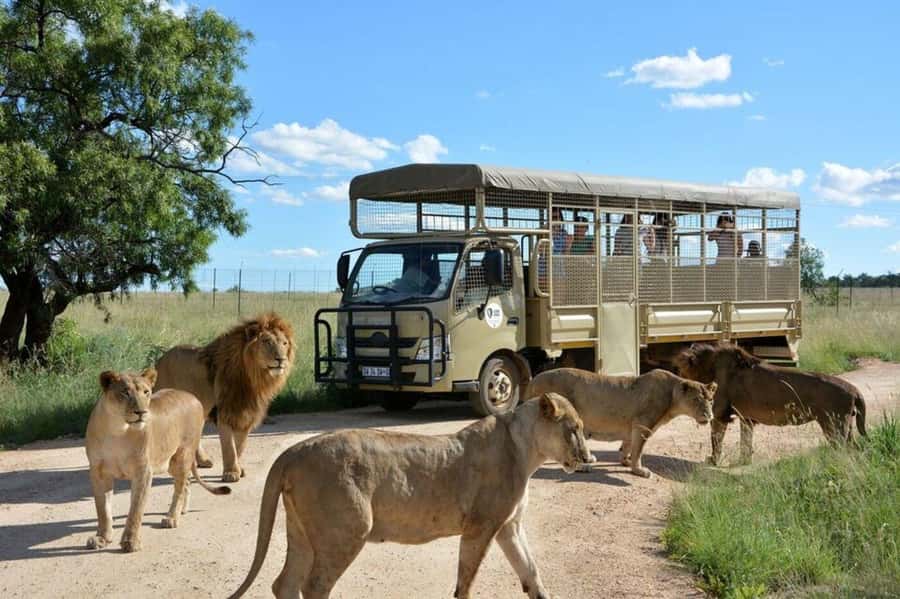 Lion Park Tour in Open Safari Vehicle - An open vehicle brings you close to the action