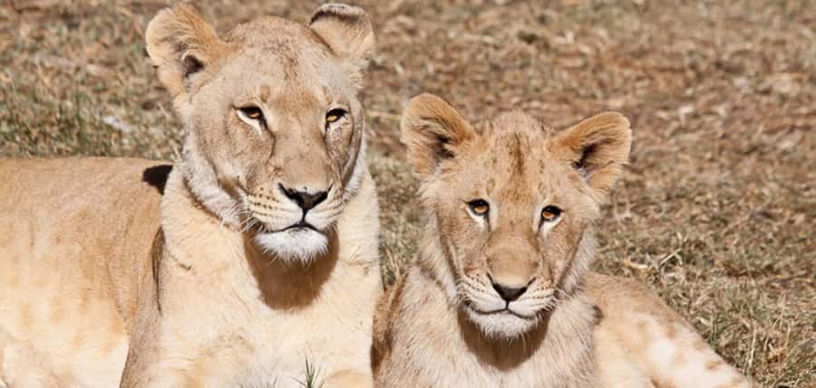 Lion Park Tour in Open Safari Vehicle - Wild dogs, cheetahs, giraffes, and antelopes