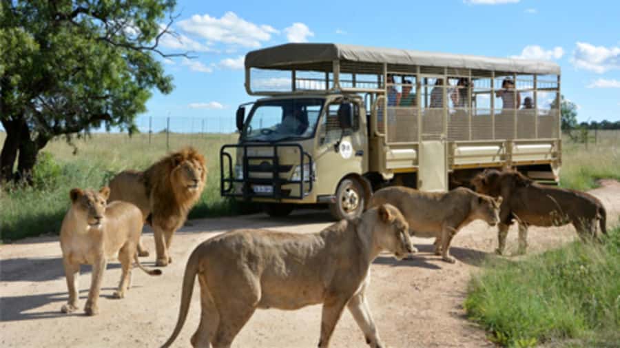 Lion Park Tour in Open Safari Vehicle - What the four-hour schedule really gives you