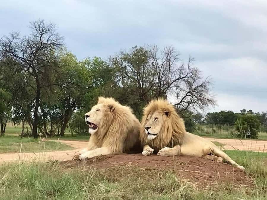 Lion Park Tour in Open Safari Vehicle - Useful planning tips before pickup