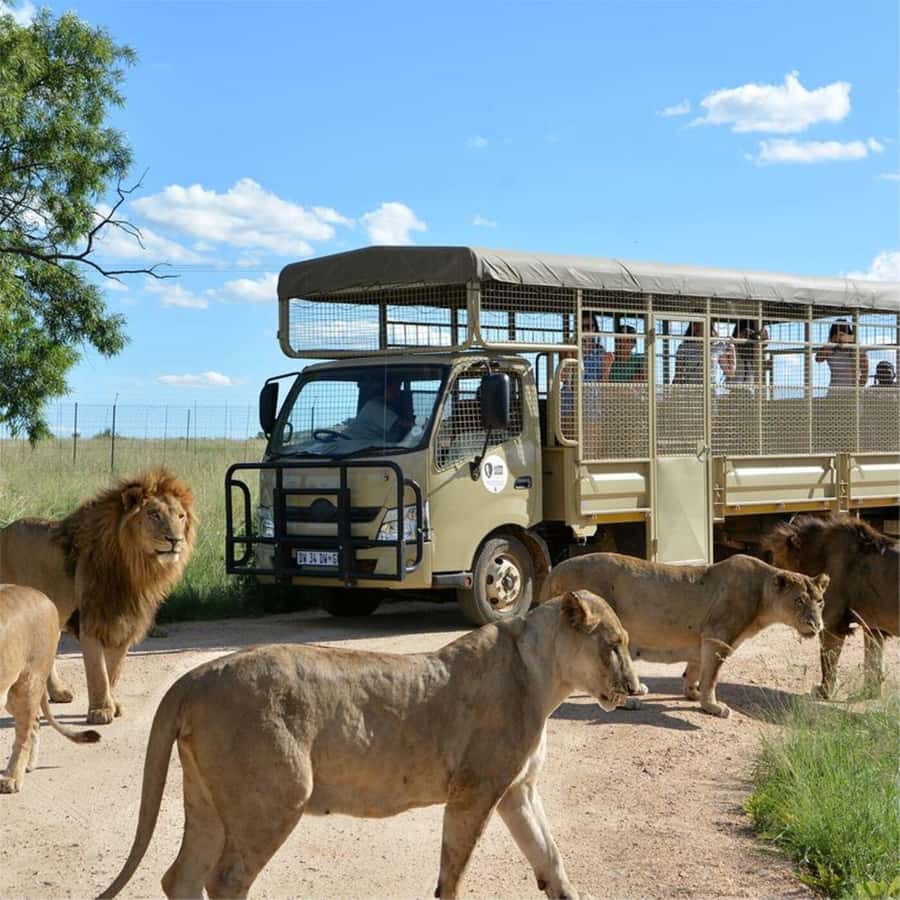 Lion Park Tour in Open Safari Vehicle - Should you book the Lion Park Tour?