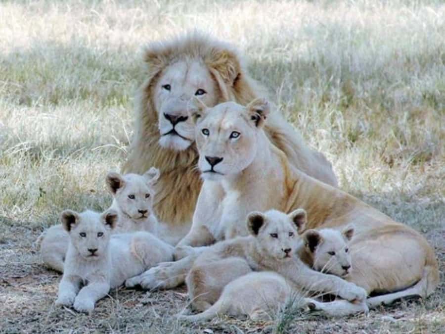 Lion Park Tour in Open Safari Vehicle - White lions and the park’s conservation purpose