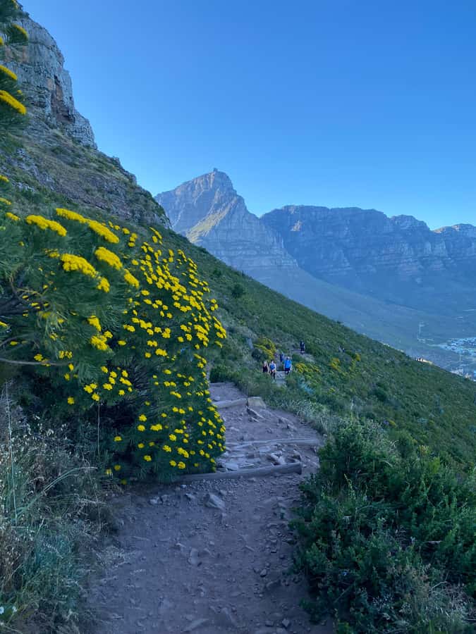 Lion's Head Hike: Cape Town - Sunrise or Sunset Hike - The summit reward: Table Mountain, city, and sea