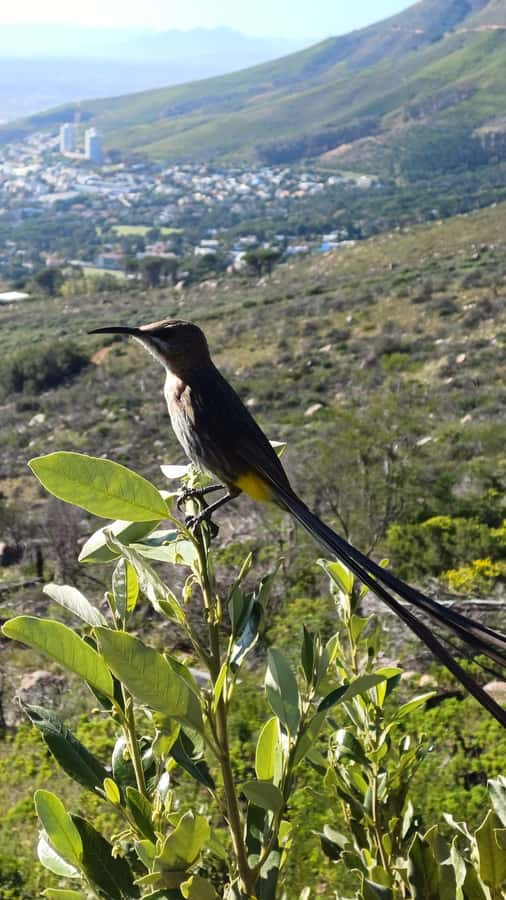 Lion's Head: Hike with a registered hiking guide - What Robert adds to the walk