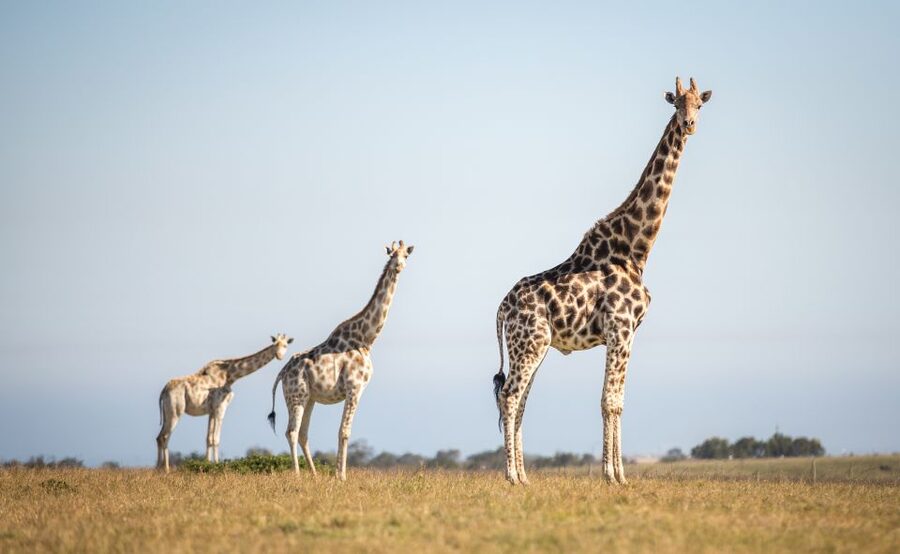 Little Brak River: Botlierskop Guided Game Drive - What the Botlierskop drive is really like