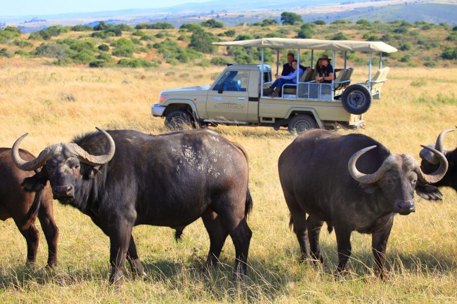 Little Brak River: Botlierskop Guided Game Drive - Three hours of searching, stopping, and spotting