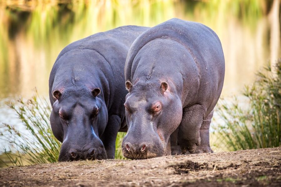 Little Brak River: Botlierskop Guided Game Drive - Starting near Mossel Bay