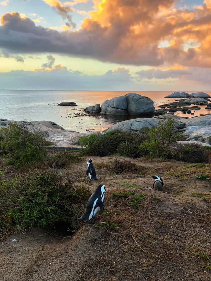Luxury Cape of Good Hope & Penguin Tour - St James Beach starts the photo album