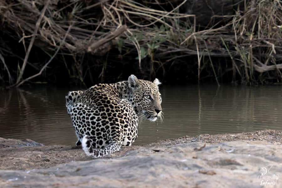 Malelane & Komatipoort: Kruger National Park Half-Day Safari - Why the open vehicle changes the experience