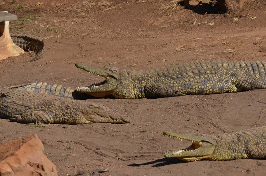 Mandela Capture Site Howick Falls & PheZulu Village Day Trip - Crocodiles, snakes, and the Phezulu Reptile Park