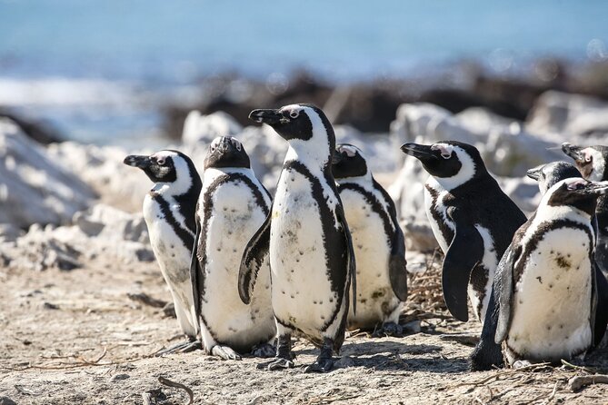 Marine Big 5 Safari with transport from Cape Town - The Dyer Island boat ride
