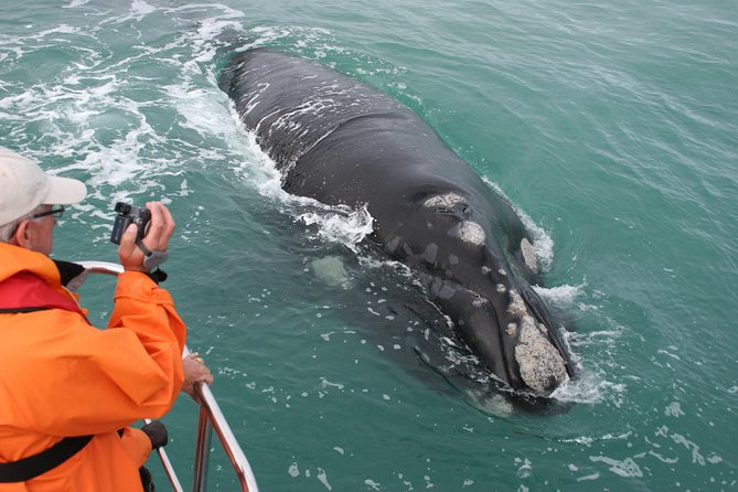 Marine Big 5 Safari with transport from Hermanus - Key things to know before you book
