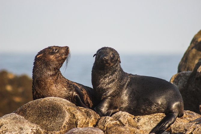Marine Big 5 Safari with transport from Hermanus - What the $164.49 price really covers